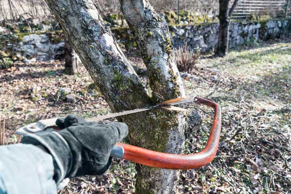 Residential Tree Trimming Services