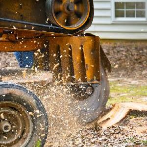 Residential Tree Removal