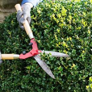 Shrub Trimming Services