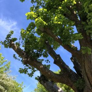 Tree Trimming Solutions